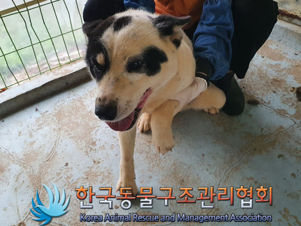 한국동물구조관리협회_441559202300505