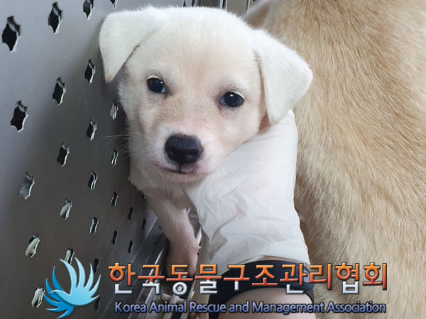 한국동물구조관리협회_441559202300492