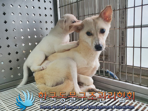 한국동물구조관리협회_441559202300493