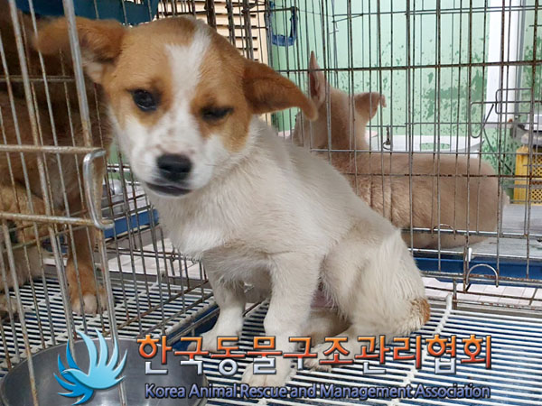 한국동물구조관리협회_441414202300418