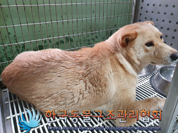 한국동물구조관리협회_441409202301036