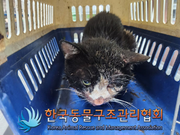한국동물구조관리협회_441409202301038