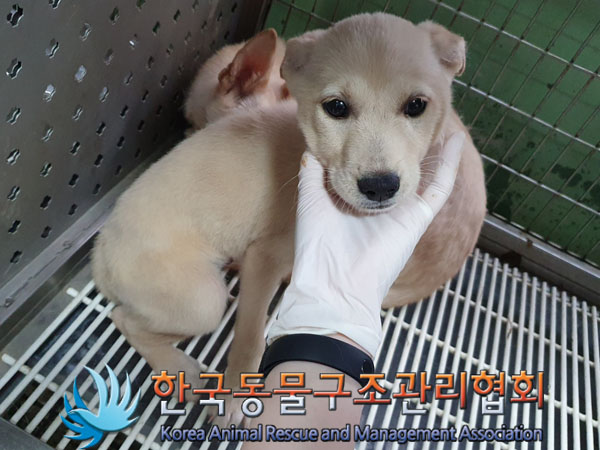 한국동물구조관리협회_441559202300496