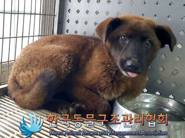 한국동물구조관리협회_441559202300494