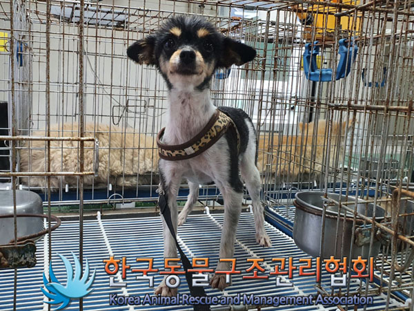 한국동물구조관리협회_441382202300446
