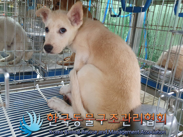 한국동물구조관리협회_441559202300489