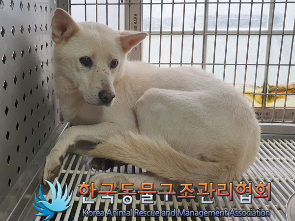 한국동물구조관리협회_441559202300490