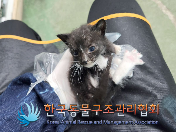 한국동물구조관리협회_441559202300500