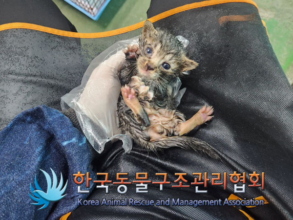 한국동물구조관리협회_411306202300459