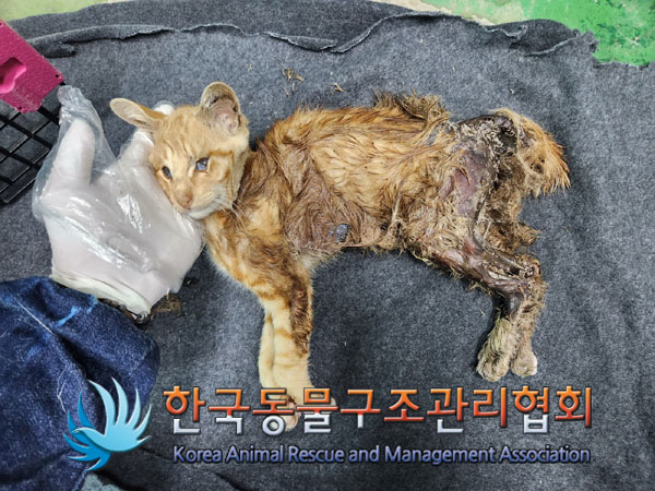 한국동물구조관리협회_441406202300966