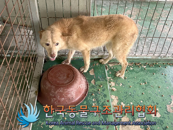 한국동물구조관리협회_441559202300527
