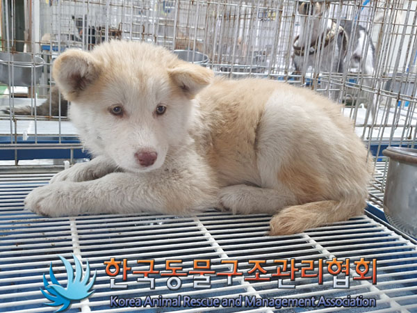 한국동물구조관리협회_441406202300970
