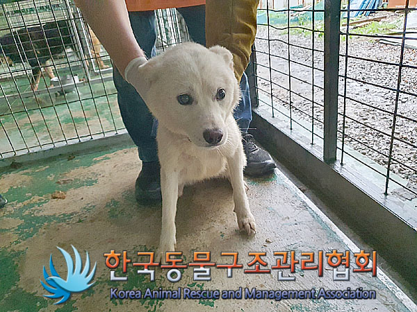 한국동물구조관리협회_441559202300518