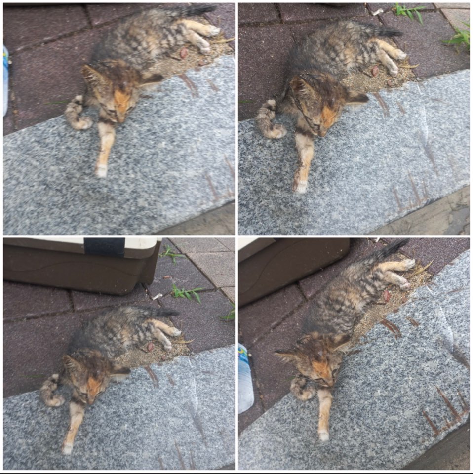 천안시유기동물보호소_444449202301523