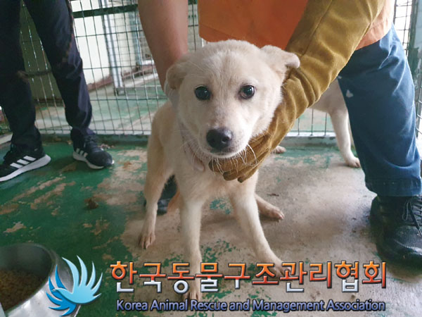 한국동물구조관리협회_441559202300519