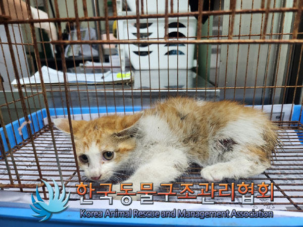 한국동물구조관리협회_441406202300968