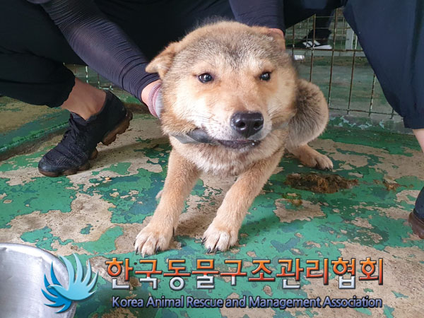 한국동물구조관리협회_441559202300526