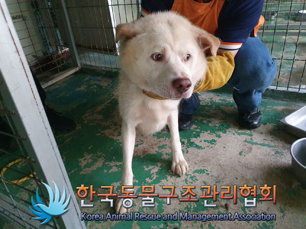 한국동물구조관리협회_441559202300525