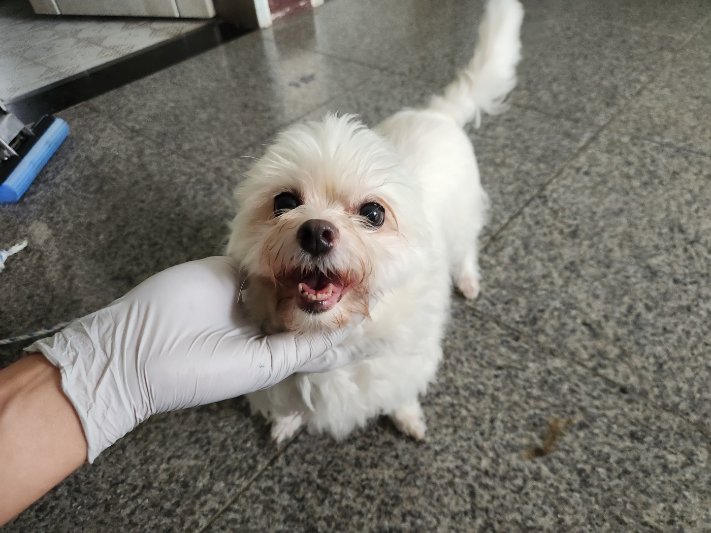 광주 동물보호소_429360202300568