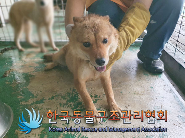 한국동물구조관리협회_441559202300520
