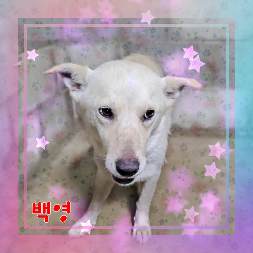 군산유기동물보호센터_445467202301193