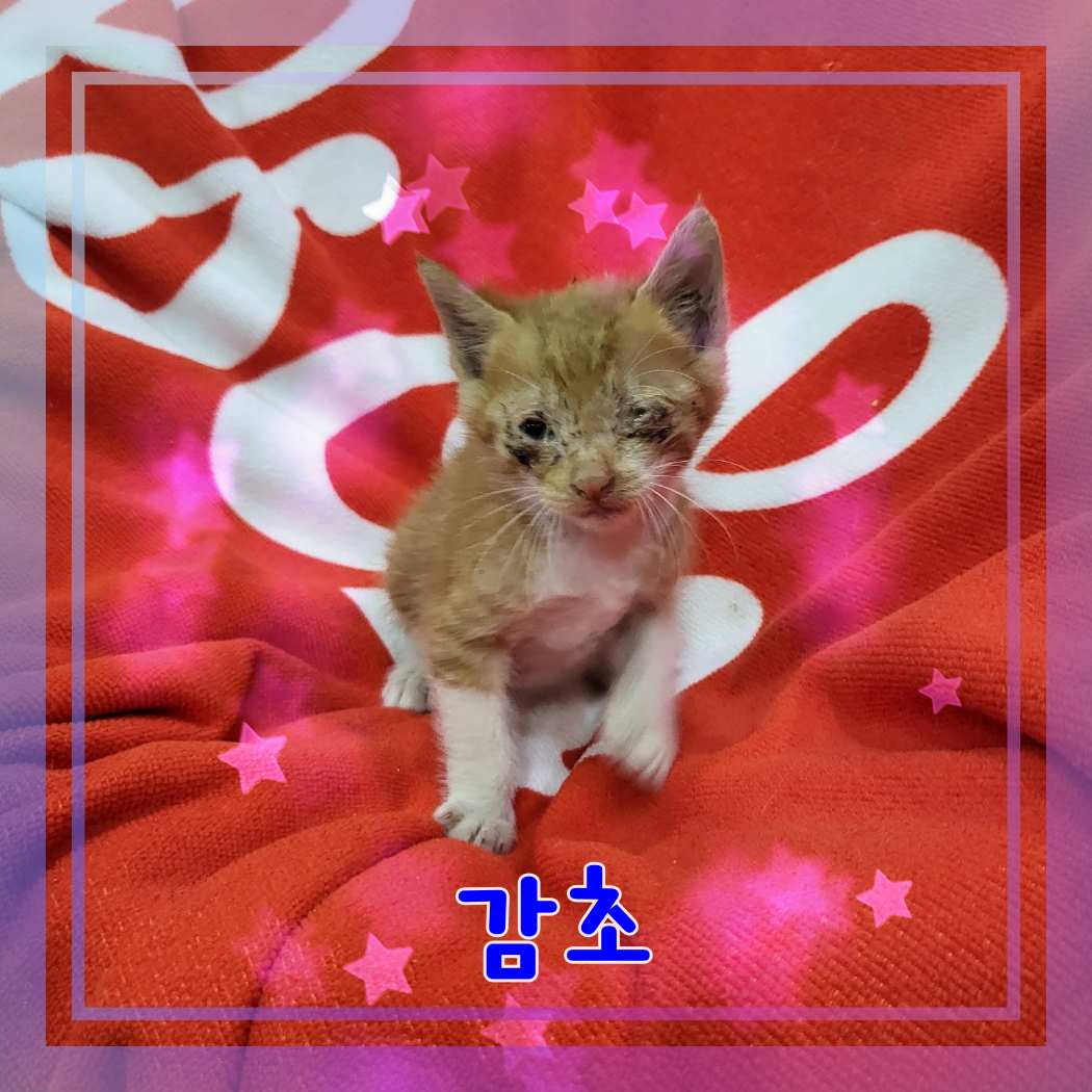 군산유기동물보호센터_445467202301192