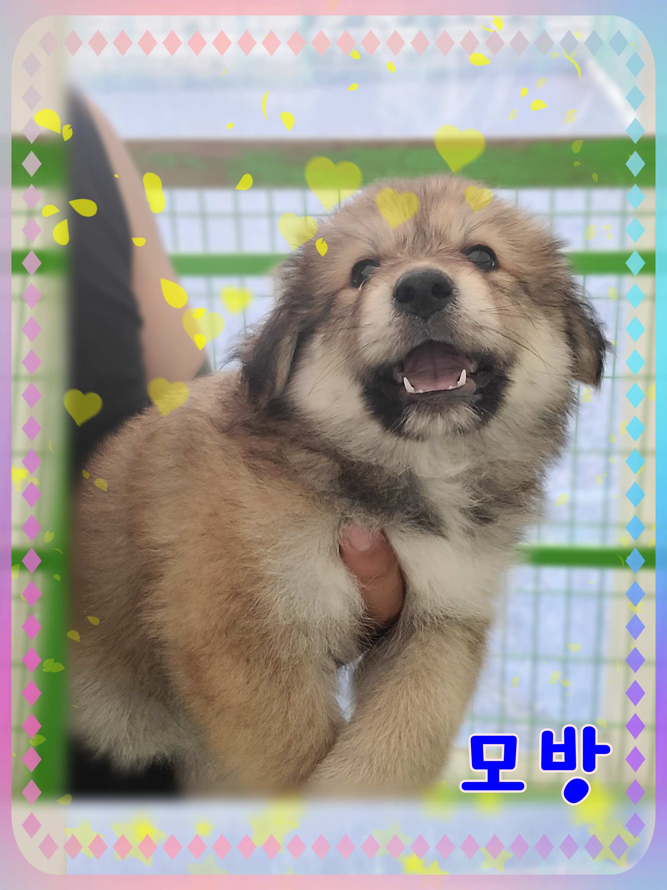 군산유기동물보호센터_445467202301195