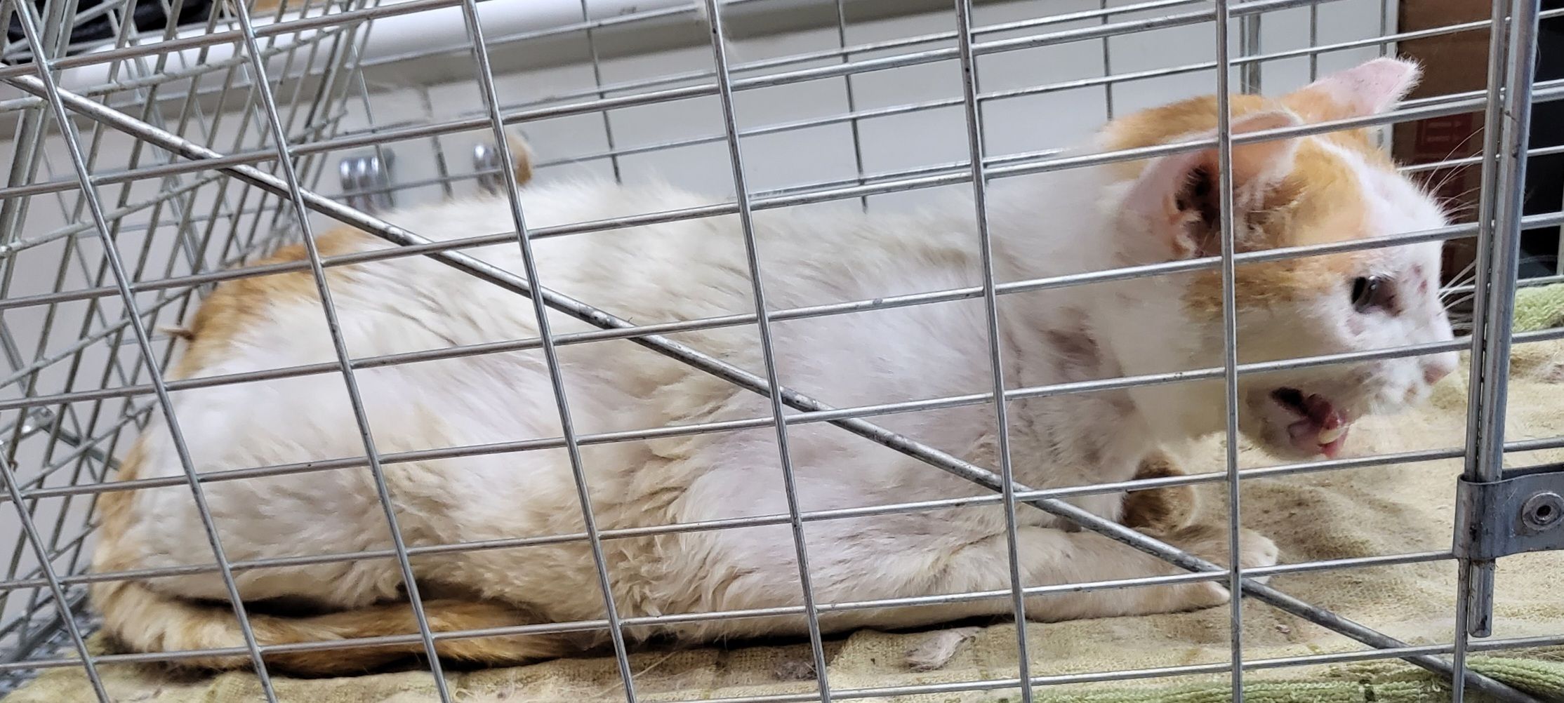 창녕 유기동물보호소_448541202301093