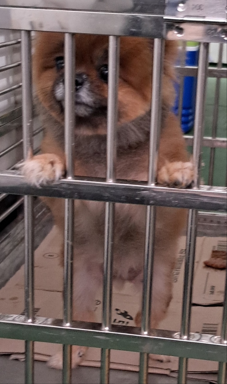 신안군유기동물보호소_446501202300133