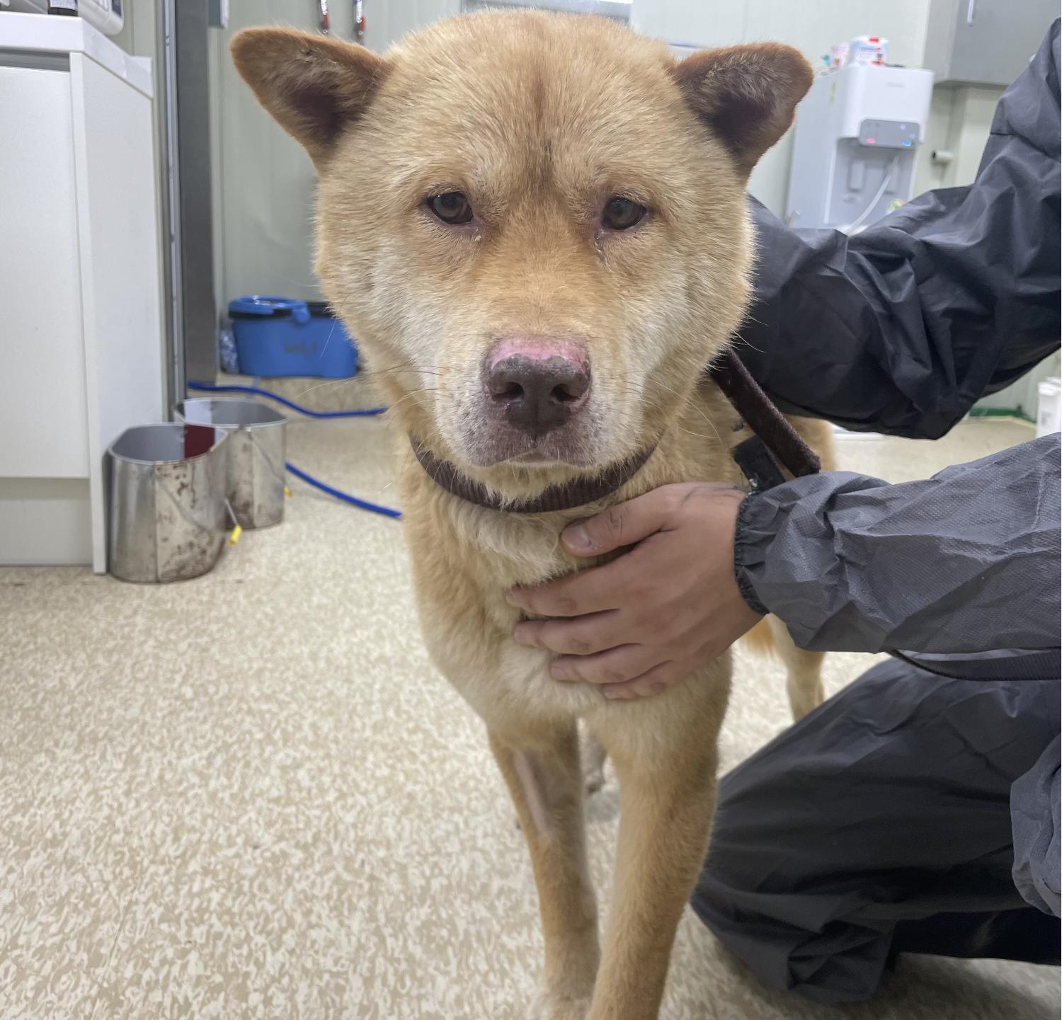 남양주시동물보호센터_441399202301672