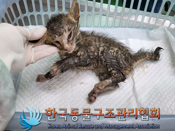 한국동물구조관리협회_441559202300532