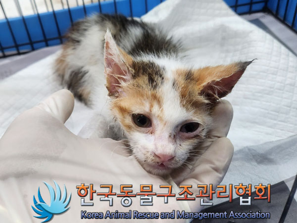 한국동물구조관리협회_441559202300528