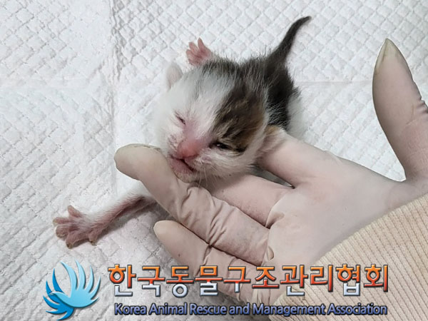 한국동물구조관리협회_441559202300536