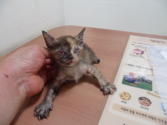 강현림동물병원_411314202300320