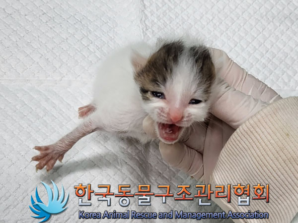 한국동물구조관리협회_441559202300535