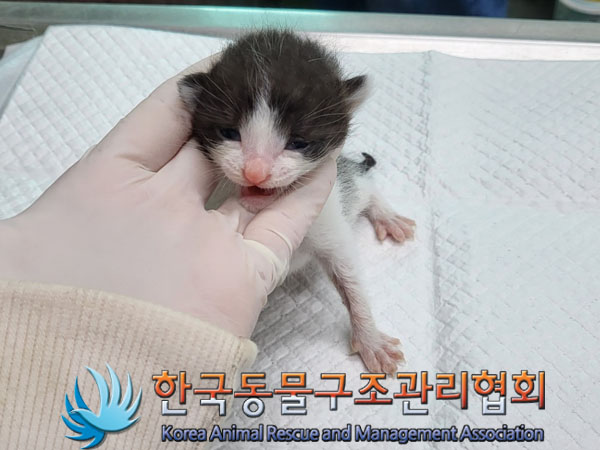 한국동물구조관리협회_441559202300534