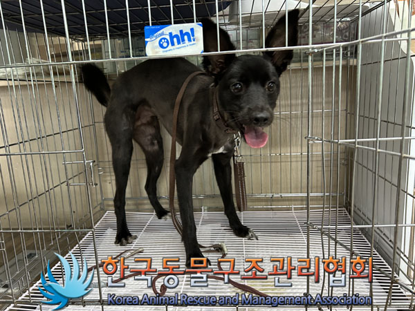 한국동물구조관리협회_441559202300529