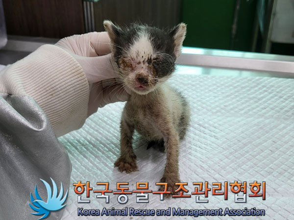 한국동물구조관리협회_411317202300190