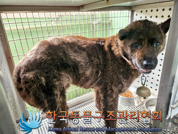 한국동물구조관리협회_441559202300531