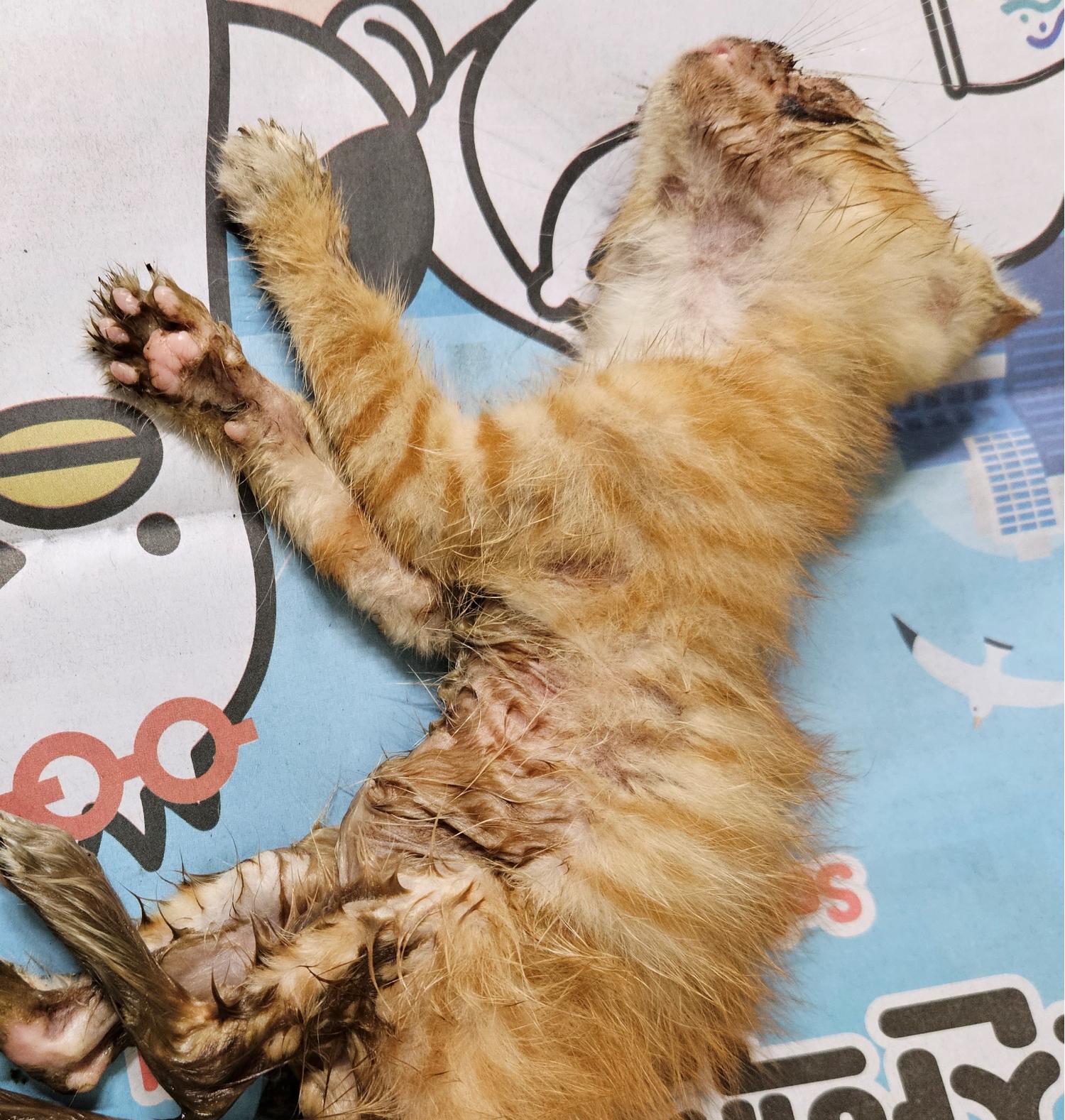 대구유기동물보호협회_427345202300456