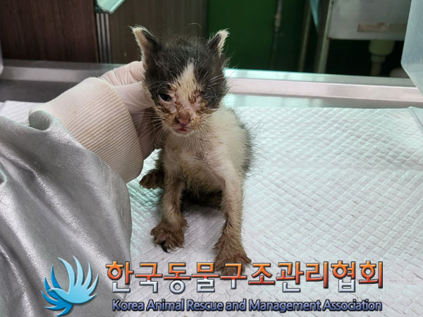 한국동물구조관리협회_411317202300191
