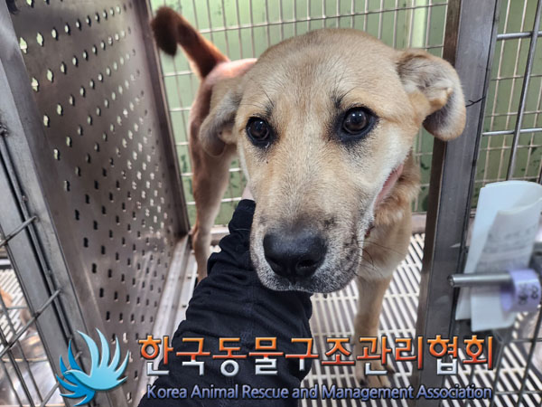 한국동물구조관리협회_441559202300530