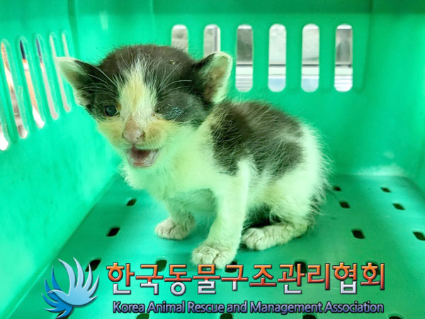 한국동물구조관리협회_411317202300196