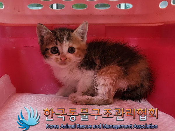 한국동물구조관리협회_441559202300533