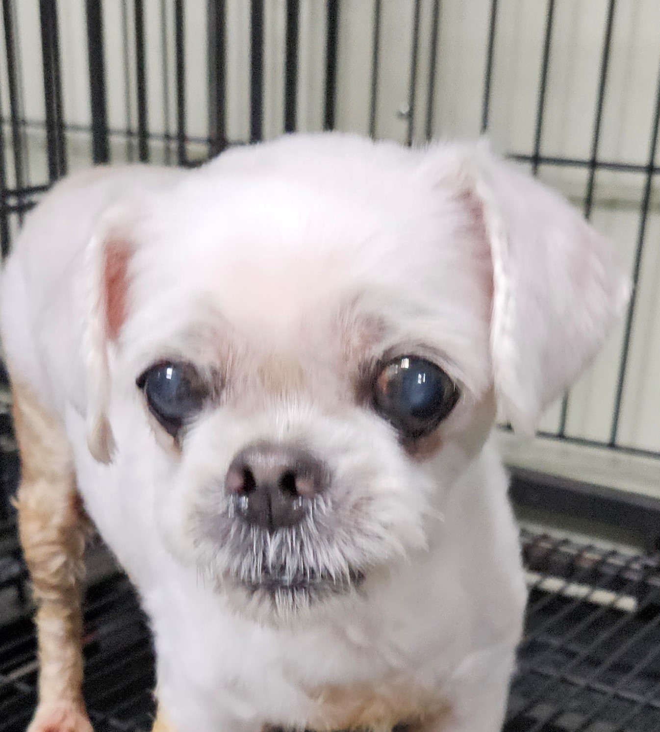 대구유기동물보호협회_427345202300454