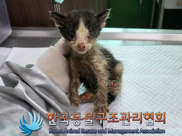 한국동물구조관리협회_411317202300192