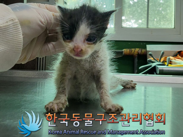 한국동물구조관리협회_411309202300257