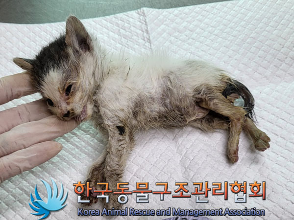 한국동물구조관리협회_411309202300258