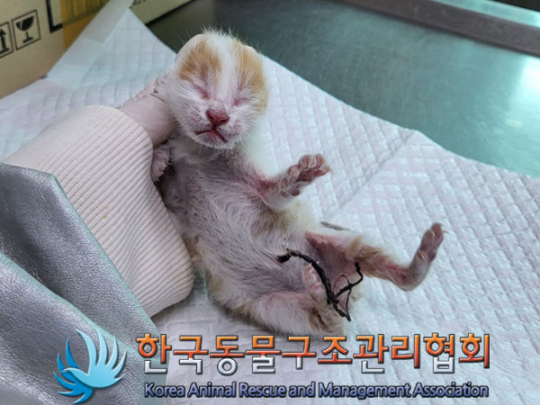 한국동물구조관리협회_411310202300289