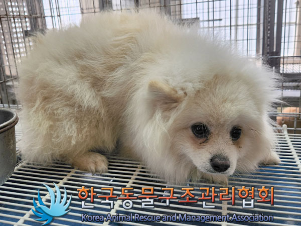 한국동물구조관리협회_441560202300860